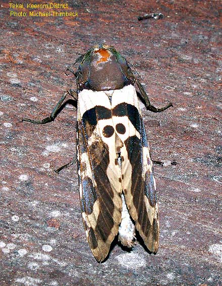 Papua Insects Foundation (Lepidoptera/Cossidae/Chalcidica pallescens)